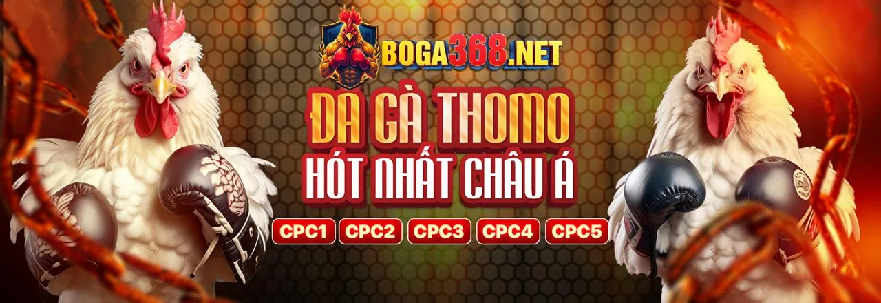 Gà chọi dũng mãnh trên đấu trường BTY523 APP